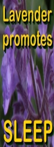 Ormus Minerals -Ormus Rich Aloe Vera Skin Cream with Lavender benefit -sleep